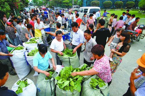 杭州萧山：新街苗市淡季不淡 每天销售2万多公斤