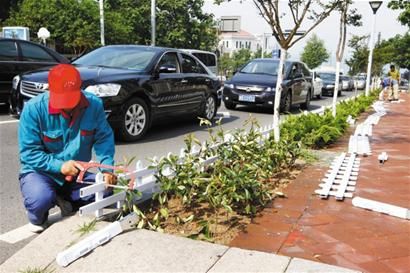 “保镖”从武汉运来十株“植物化石”“落户”香港