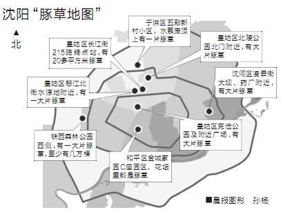 市民纷纷来电举报豚草藏身地 市园林植物保护中心将协调相关部门尽快除豚草