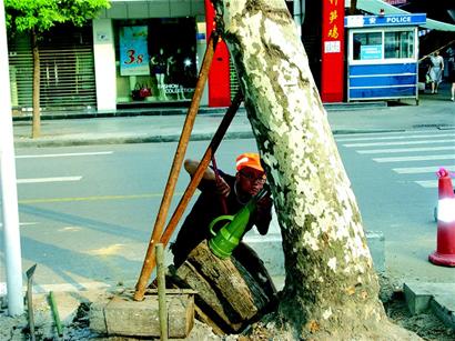 法桐“驼背”千斤顶扶正