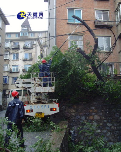 图为园林工作人员在冒雨作业伐除险树。