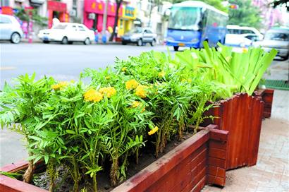 青岛：花箱摆上路 街景更美丽(图)