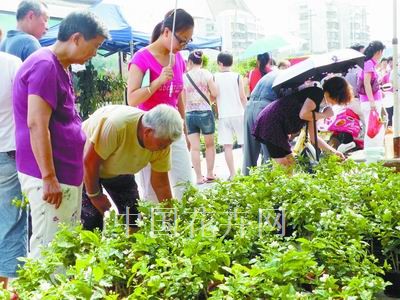 湖北襄阳：盛夏茉莉销售红火