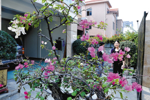 沙井变得越来越美，居民和劳务工不住感叹在这里生活，幸福指数高