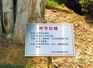 宁波鄞州公园67种名贵树种装上“身份证”