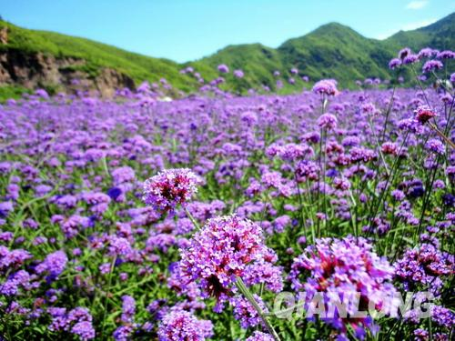 繁花似锦