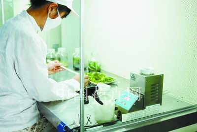 组培室用灭菌器提高接种效率