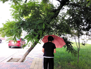 北辰“树歪歪” 一路百棵