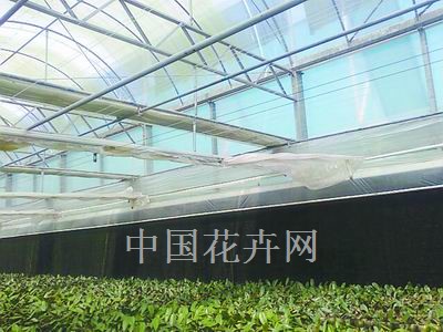 薄膜的养护非常重要，例如温室内的刮网条没安装好,就容易把薄膜刮坏