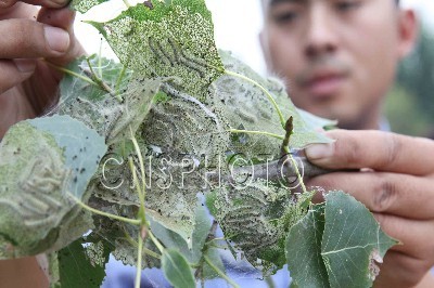 江苏省赣榆县林业部门工作人员展示第二代美国白蛾