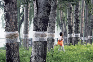 北京颐和园系“药袋”给林木灭虫