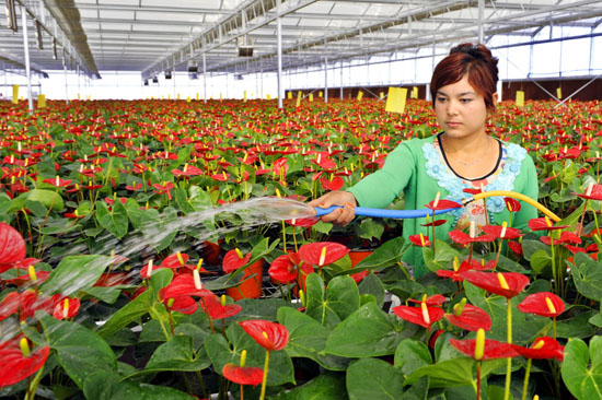 8月22日，工人在疏勒县现代农业产业示范园区智能温室内给花卉浇水 。
