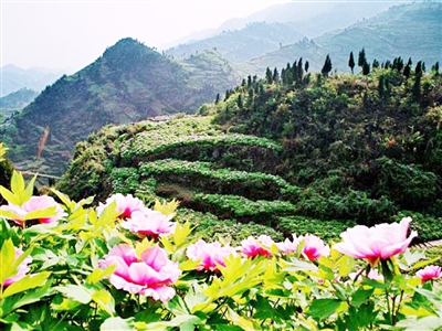 重庆：双桥 “国际鲜花港”带动特色旅游村