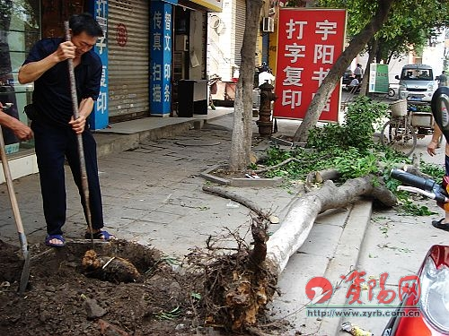 大树根基浅，被水泥罐车撞了一下“腰”就连根折断，所幸未伤人