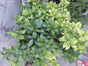 缺肥的植株抗病虫害能力差，且枝条细弱叶片色浅。