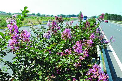 12万株绿色植物扮美青岛高速路