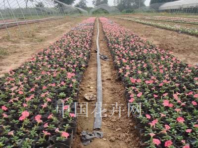 微喷带给草花生产带来实惠