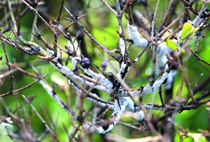 女贞树枝被咬枯裹了层“白雪”作孽的白蜡虫竟还是“宝贝虫”(图)