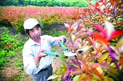 杨晓俊在修剪树木