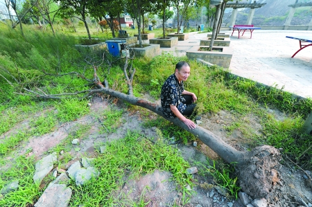 倒在地上的树早已枯死