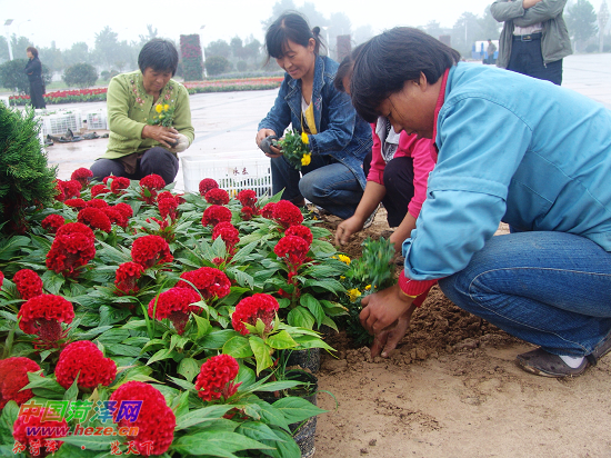 12万盆鲜花装点林展馆广场