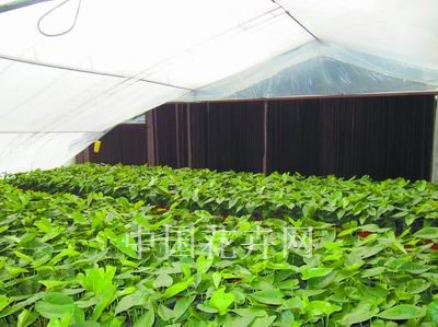 节能日光温室改造的窍门多