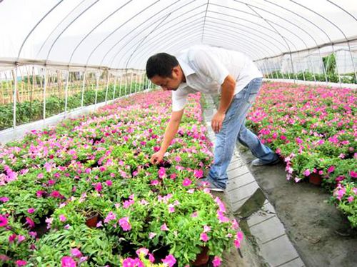 杭州市场三成矮牵牛花产自靖江