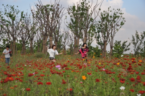 6000珠桂花香飘上海最大郊野森林公园 赏桂秋游正当时