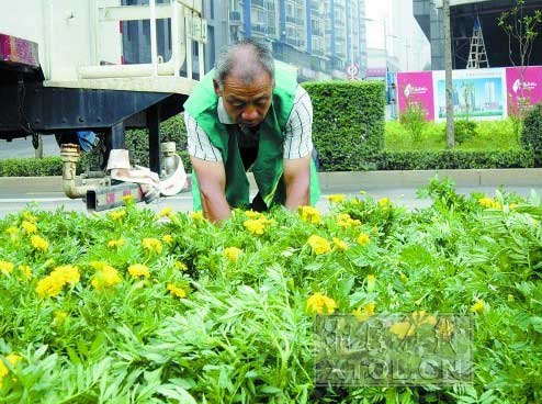 鲜花扮靓莲城