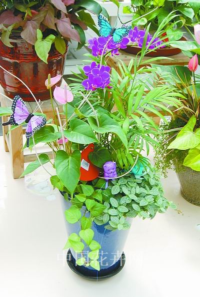 精美盆器搭配花卉庆佳节（图）