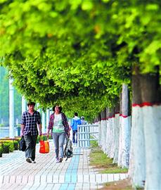 胶南城区道路水杉绿化景观