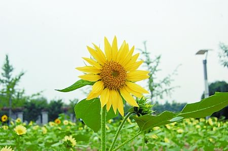 出水芙蓉