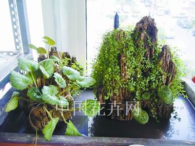 上水石制作奇妙多姿盆景布花草（图）