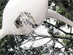 深圳：水景“太阳花”设计效果大打折扣(图)