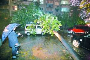 河南：东风路一小区内断根大树轰然歪倒砸向居民楼