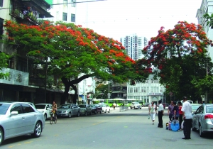 种于市区南海路的金凤树