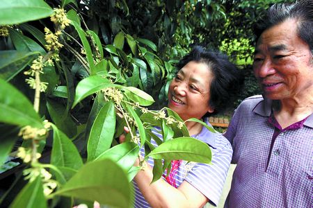  昨日，南山植物园的桂花盛开，市民在品闻花香