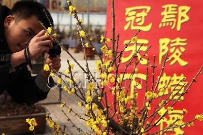 河南鄢陵腊梅文化节