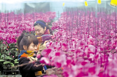 花花世界请你好好看看 第四届温州市迎春花展开幕 