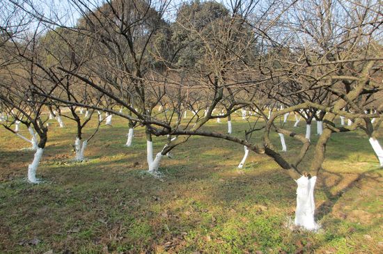 浙江杭州植物园冬季给树做"保养"防虫害 植保 中国园林网