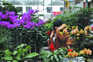 桃花朵朵开 顺德年花迎客来 