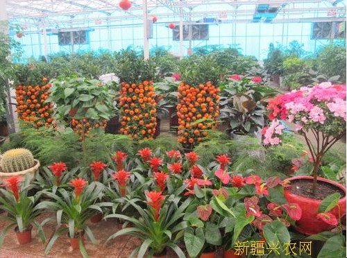 建设花卉市场购回万盆鲜花满足春节市场需求