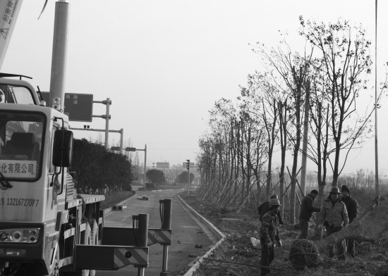 园林工人正忙着种植道路两侧树木