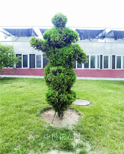 植物造型