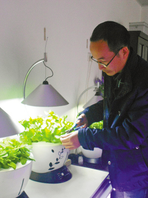 水耕种植花盆：体验真实版“开心农场”