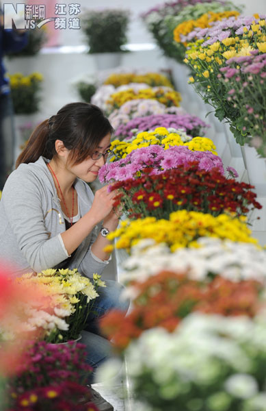 一名女生在观赏菊花