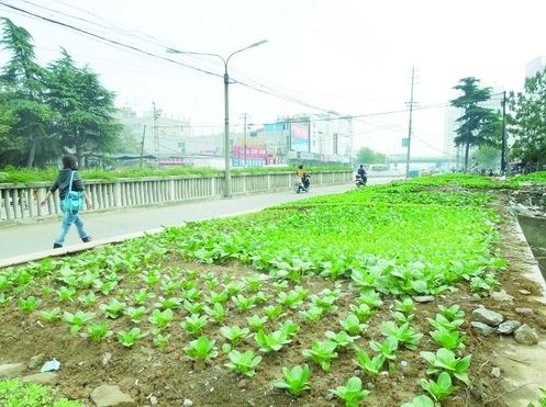 赭山中路南侧五大块空地被分割成一畦一畦的长方形菜地