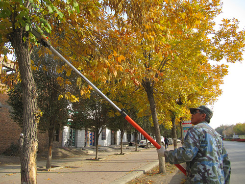 石总场北泉镇整修3000多棵风景树美化街道乐了居民 