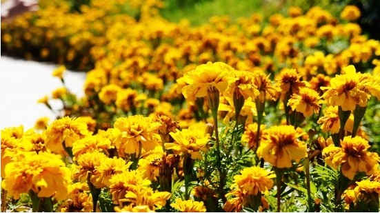 绿业园的鲜花小径，繁花遍地
