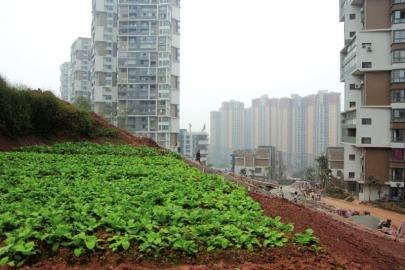 太阳岛小区的防滑桩变菜园。